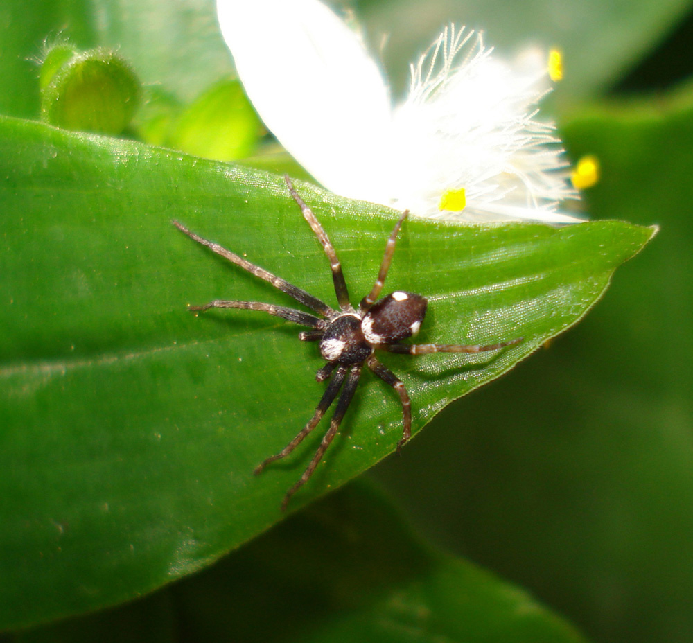 Pulchellodromus bistigma - Anzio (RM)